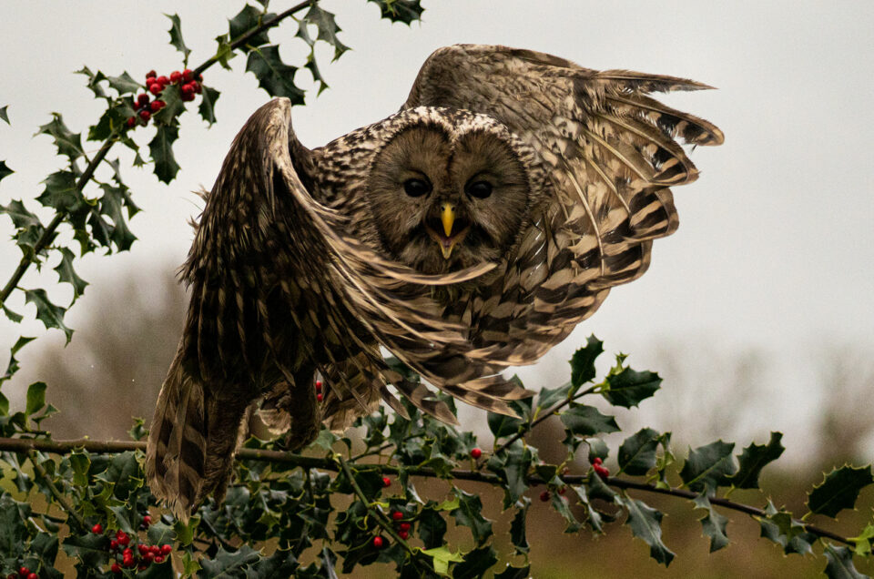 Roofvogelshow-De-Valk-Roofvogels