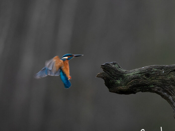 ijsvogel