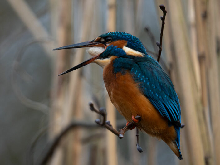 ijsvogeltje