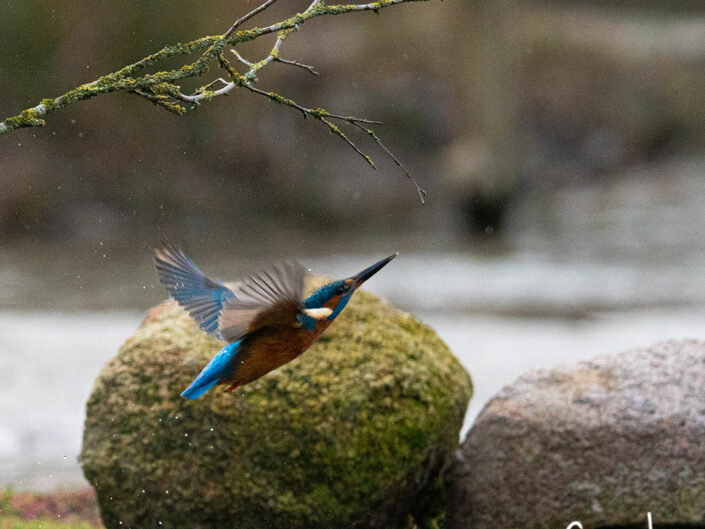 ijsvogel