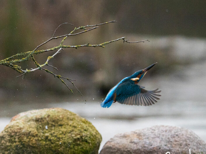 ijsvogel