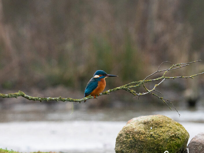 ijsvogel