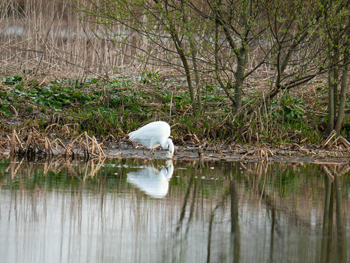 reiger in natuur