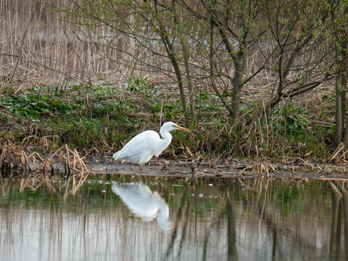 reiger in natuur