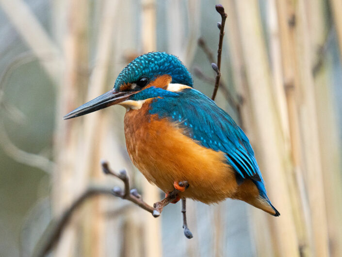 ijsvogel han bouwmeester