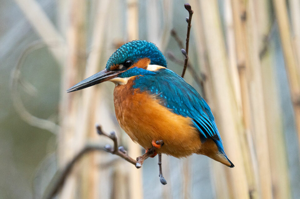 ijsvogel han bouwmeester