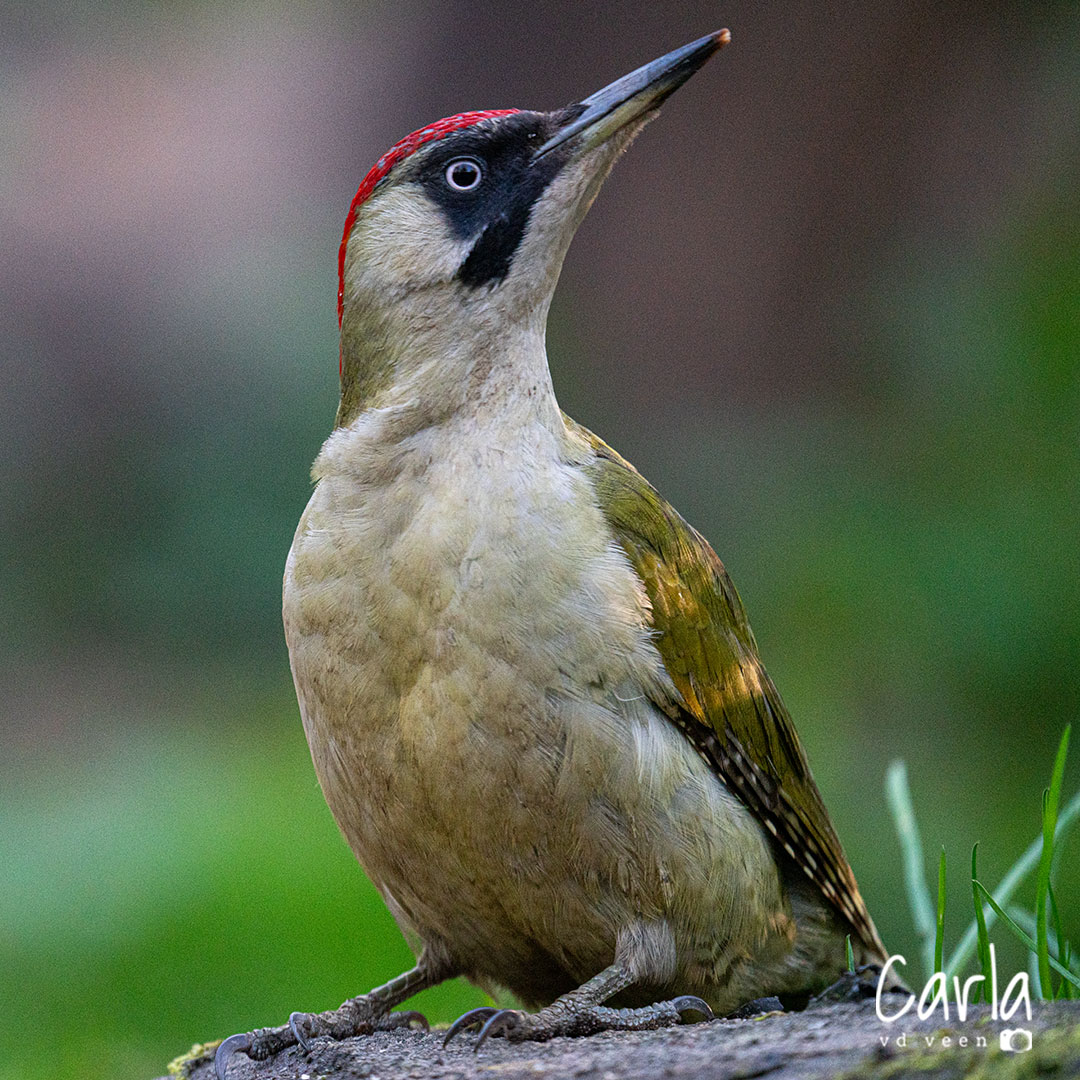 (Roof)Vogels