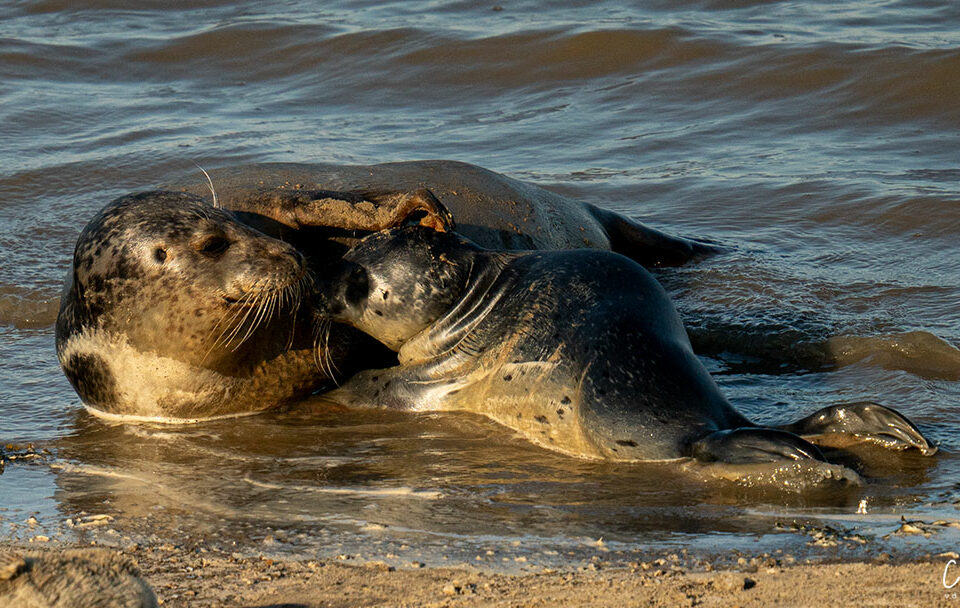 Zeehonden spotten - in Termunten