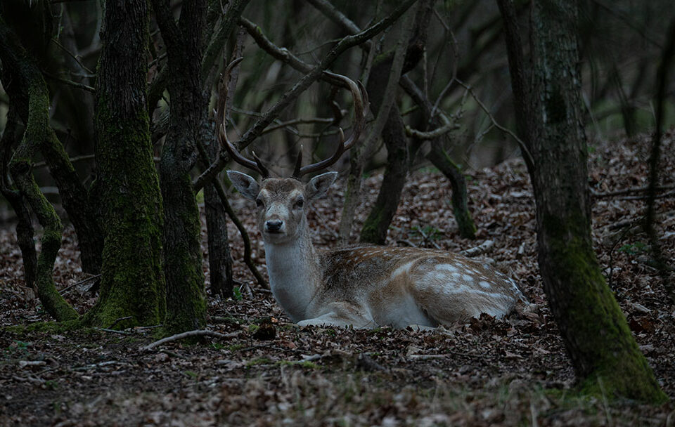 De Amsterdamse Waterleidingduinen