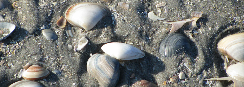 Fotograferen op de Waddeneilanden