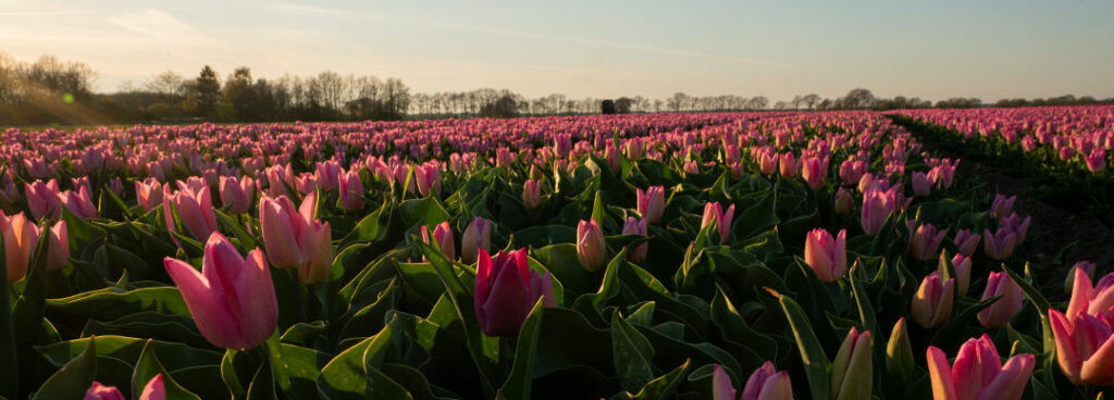 Foto's maken in Utrecht