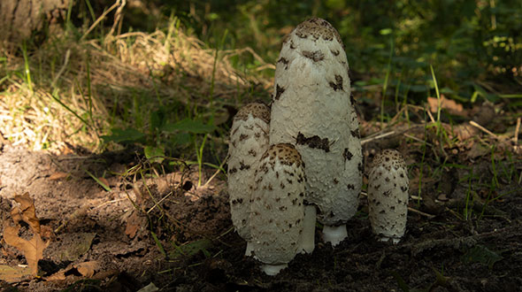 Fotograferen in de herfst