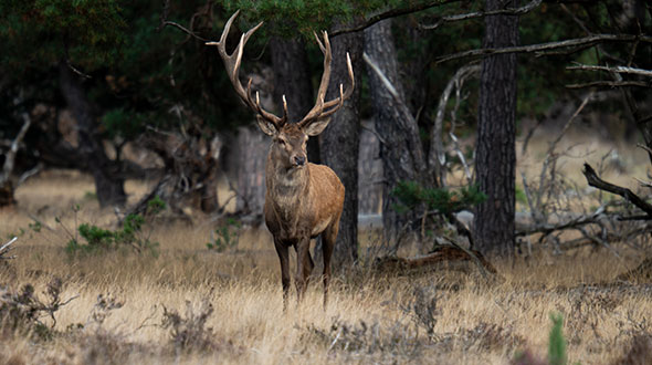 Naar de Veluwe opzoek naar Edelherten