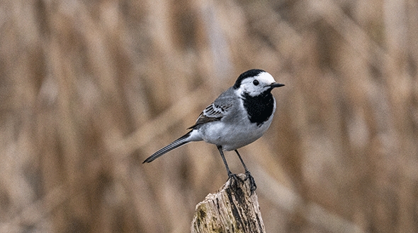 Vogels fotograferen