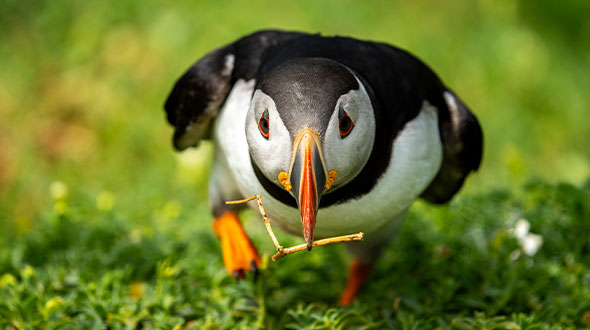 papegaaiduikers fotograferen