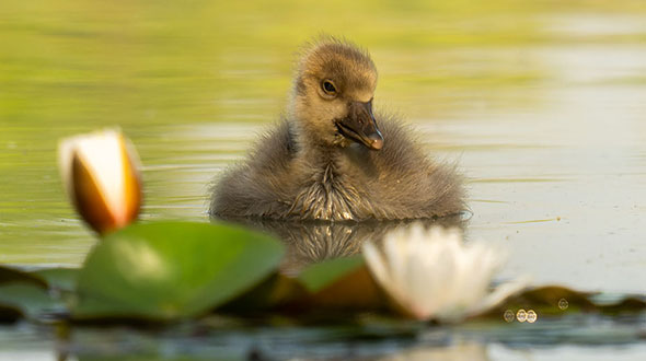 Fotografie tips voor beginners