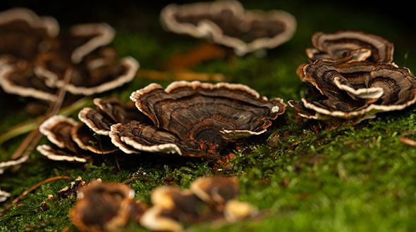 PAddenstoelen fotograferen