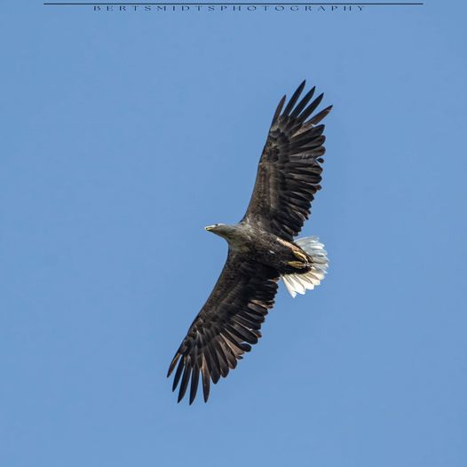 Roofvogels