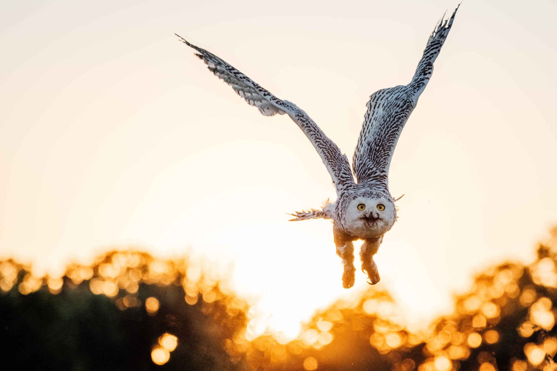 Vogelfotografie