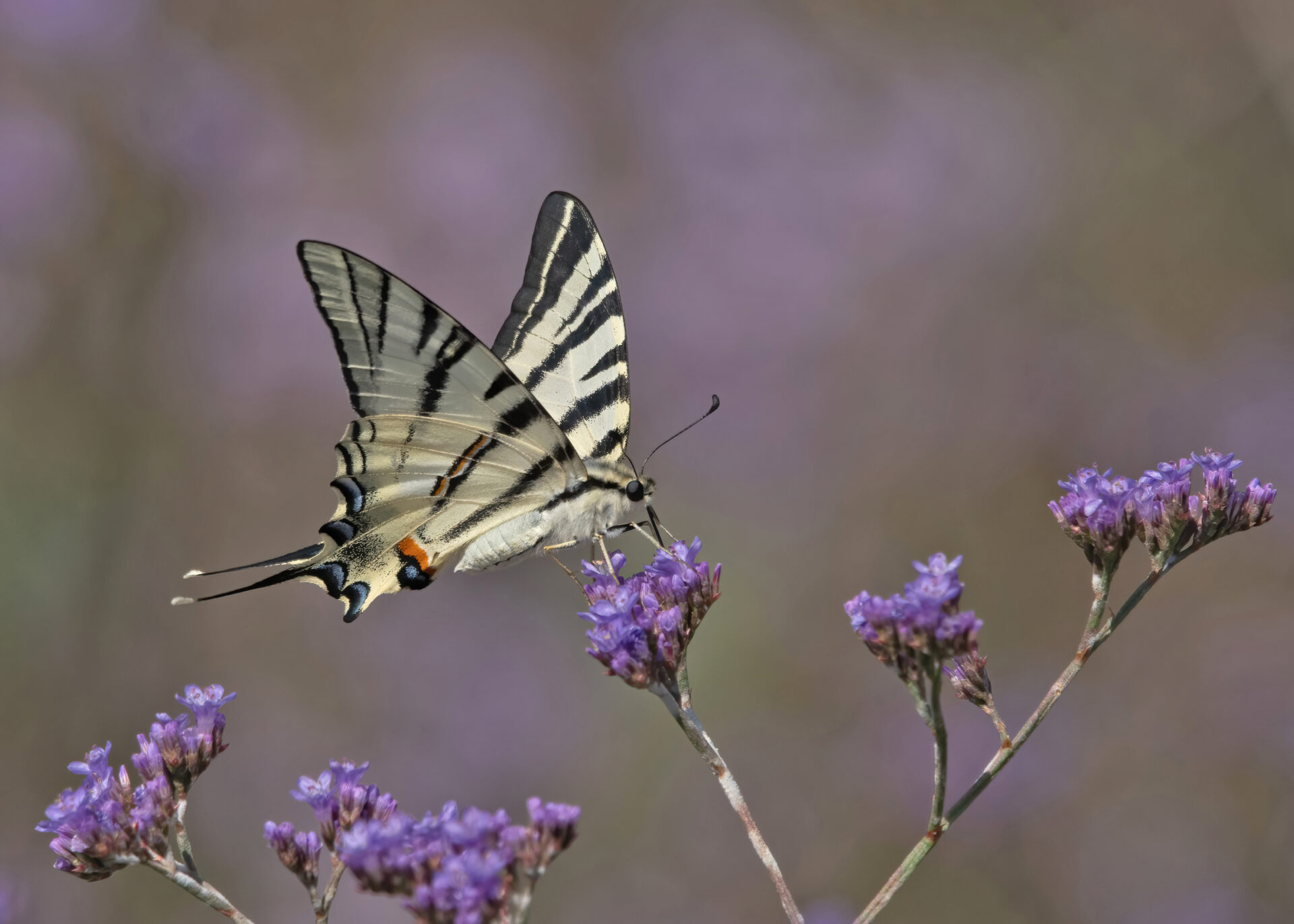 Macro - insecten