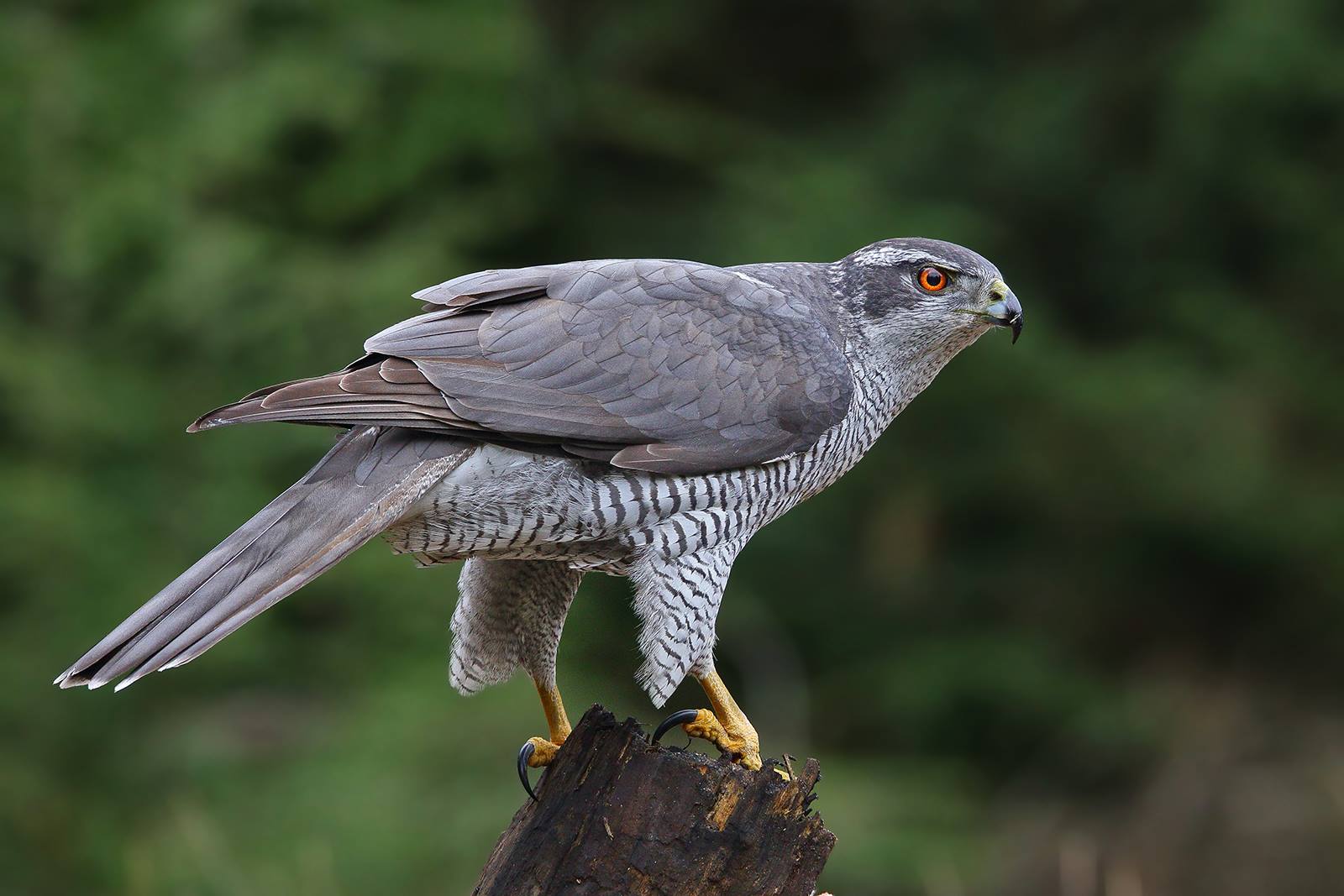 Roofvogels