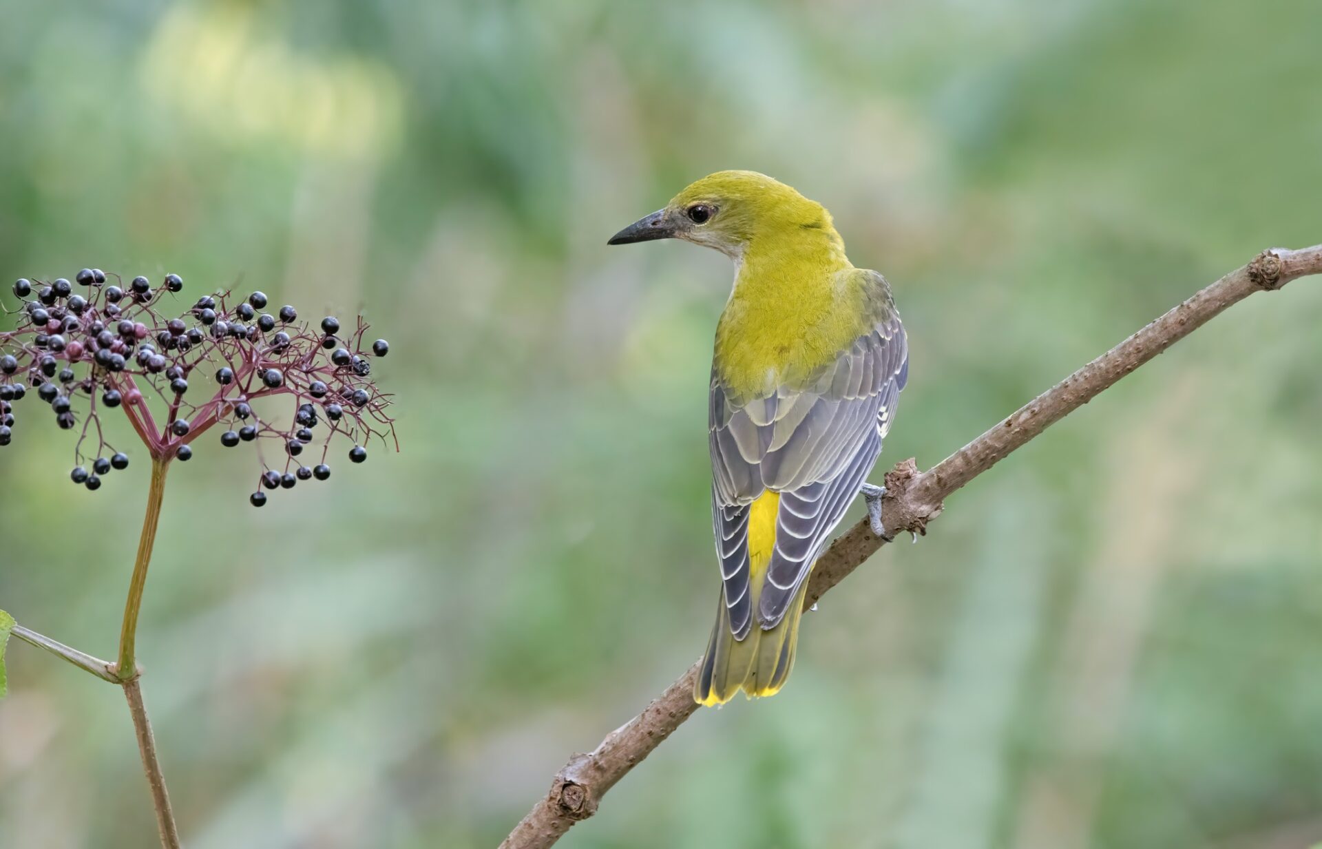 Vogels