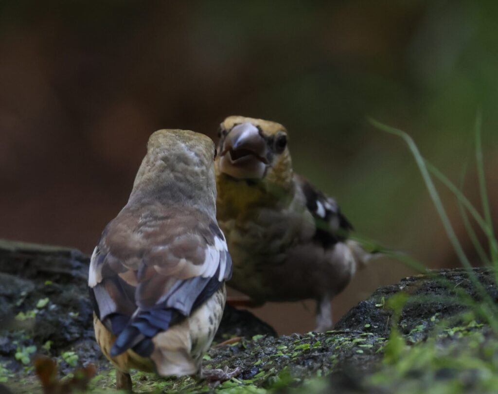 Appelvink - JTAL0991