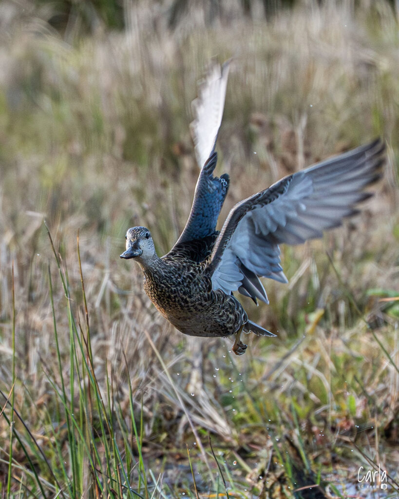 Blauwveugeltaling4