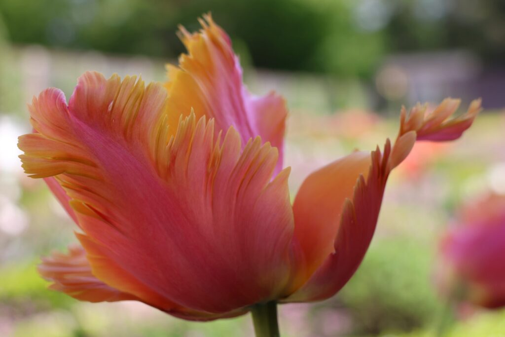 Tulp