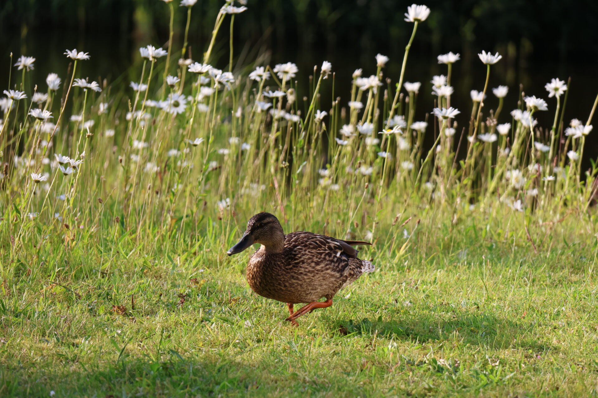 Vogels