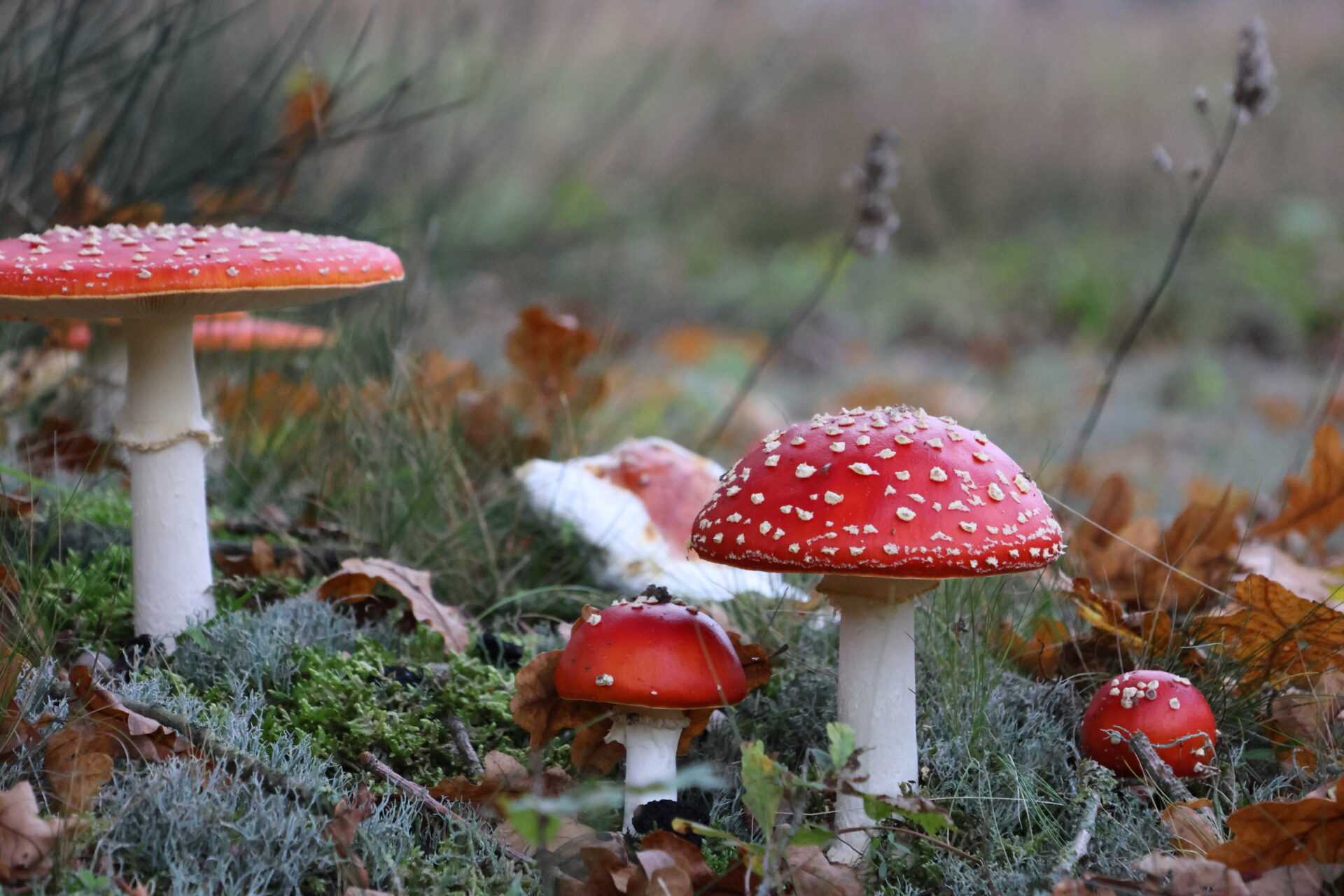 Paddenstoel Fluitenberg