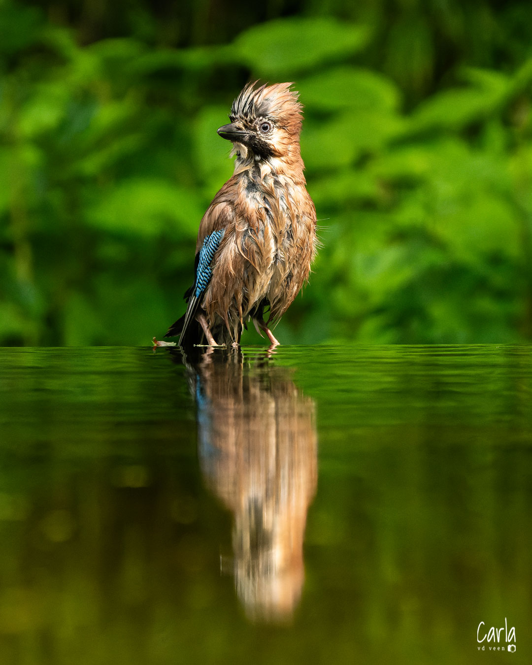 (Roof)Vogels