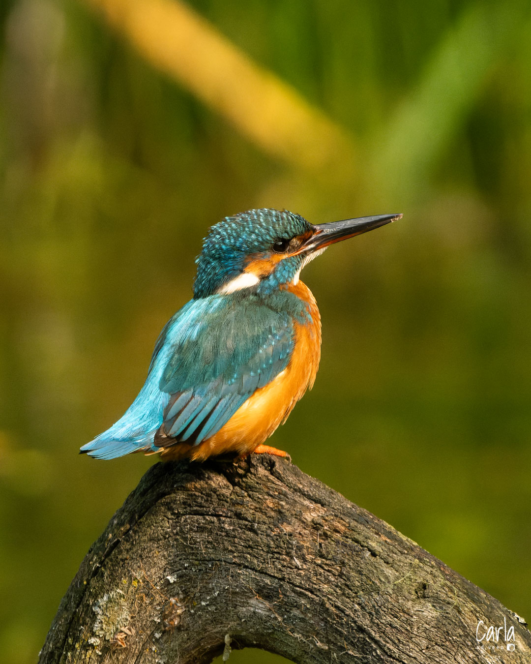 IJsvogel