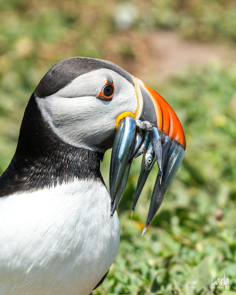 puffin5