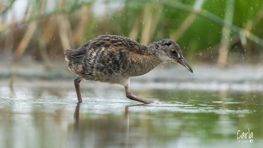 Watervogels