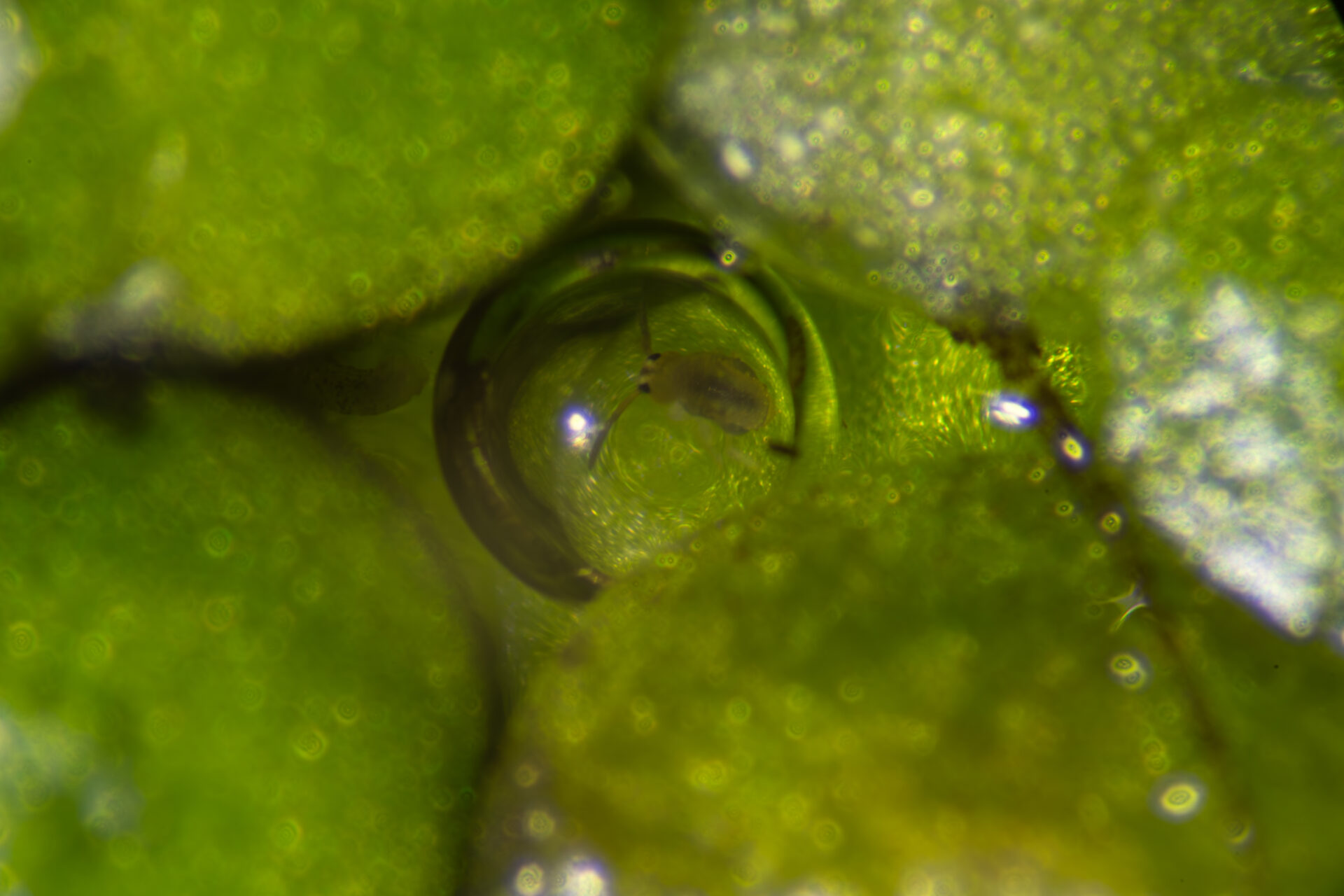 Macro