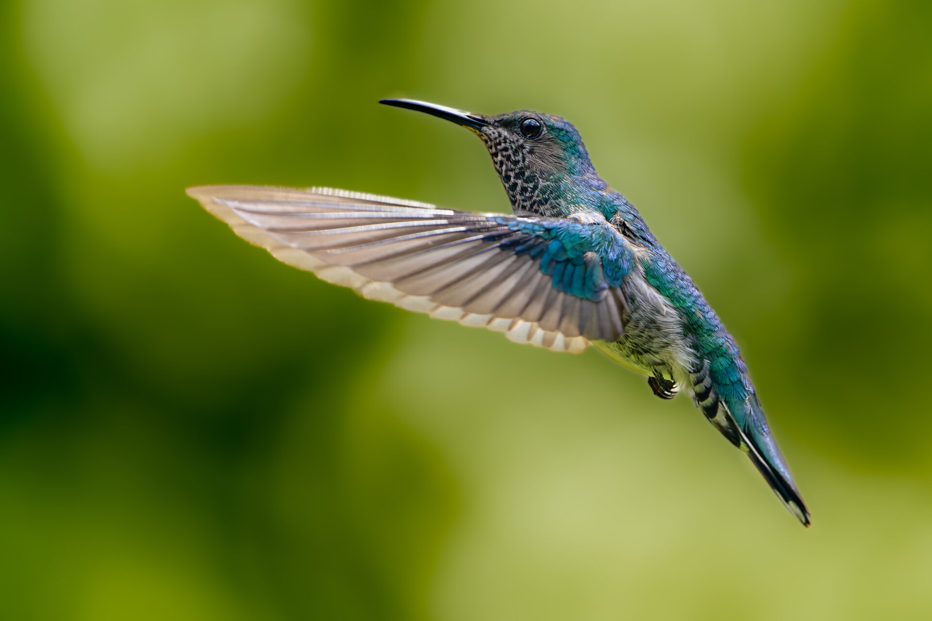 Vogels